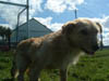 madra